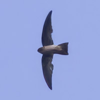 Seychelles Swiftlet